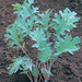 Photo: Russian Red Kale