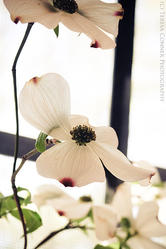 flowers usa white spring blossoms alabama dogwood 2011 ohatchee