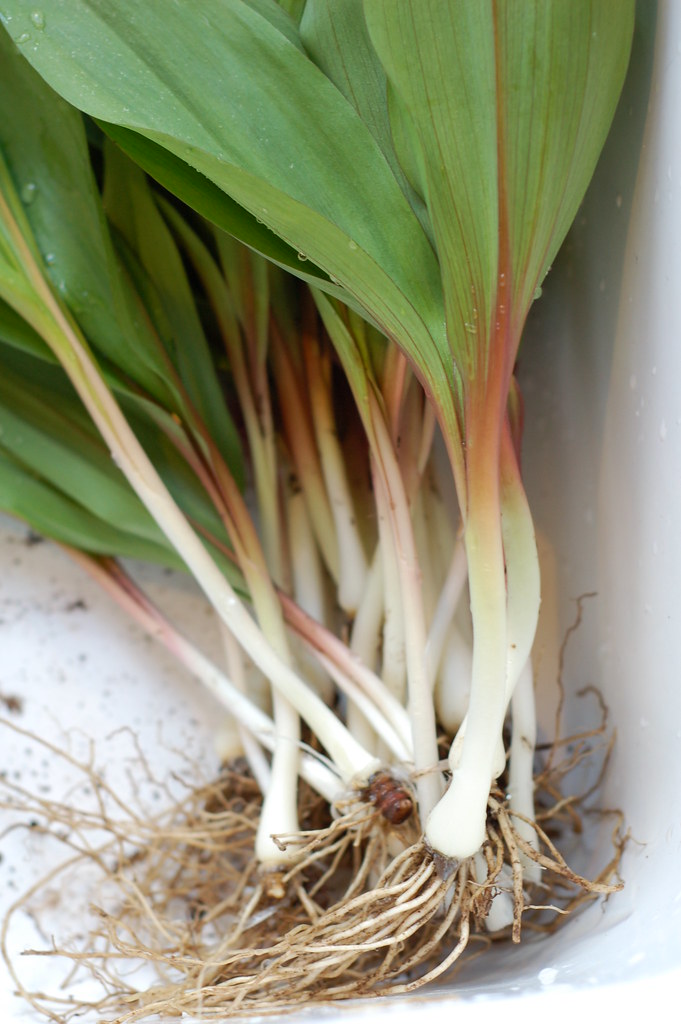 Cleaning the ramps in the sink by Eve Fox, Garden of Eating blog, copyright 2011