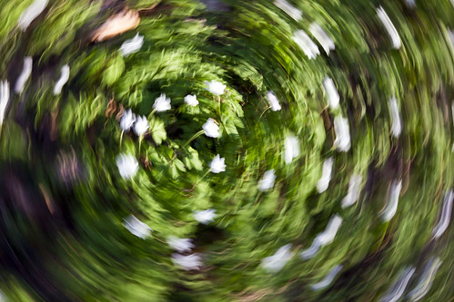 longexposure blur spring spin pan canonef35mmf2 rund anemonenemorosa vitsippa woodanemone vitsippor canoneos7d fotosondag fotosöndag fs110424