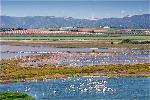 pink lake birds spain wildlife flamingo flamingos lagoon andalucia espana andalusia wetland fuentedepiedra 55250mm reservanaturallagunadefuentedepiedra