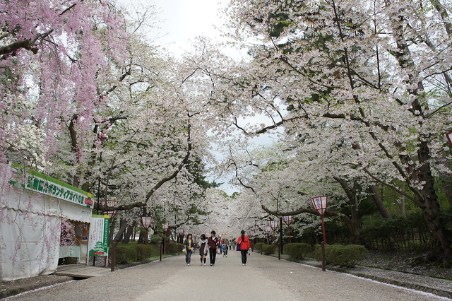 Hirosaki castle in cherry blossom festival season