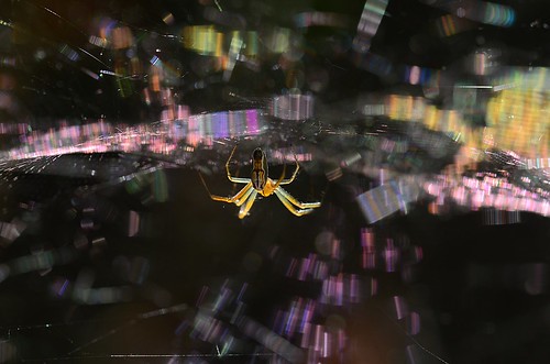 macro spider florida web diffraction cyrtophora
