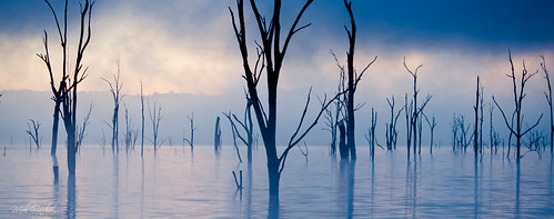 morning light mist lake tree fog sunrise landscape dead nikon sigma australia queensland d700 chamellieon melsinclair