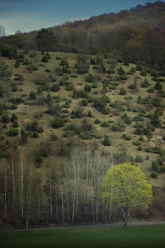 trees forest deutschland spring wald bäume frühling niedersachsen güntersen barterode