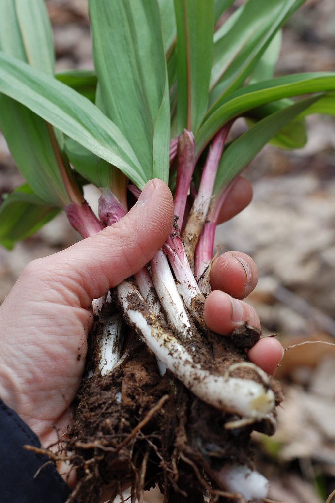 A bunch of wild ramps, fresh from the ground by Eve Fox, Garden of Eating blog