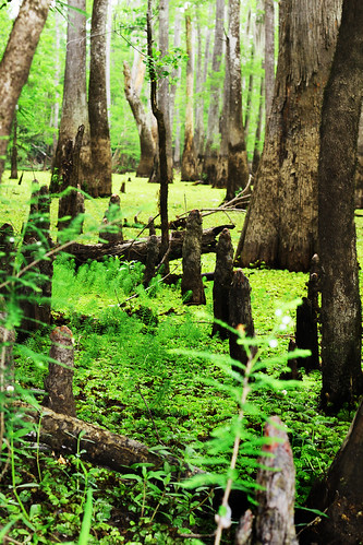 green swamp newtoncounty cypressknees
