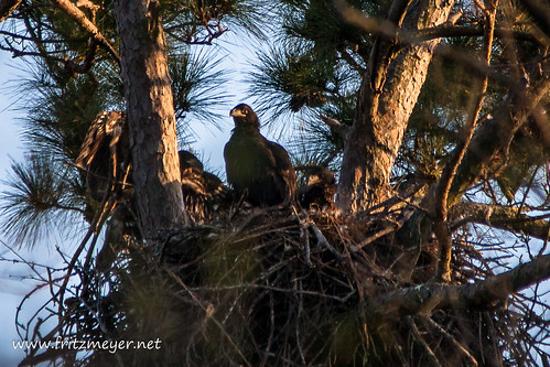 birds baldeagle eagles orangefield