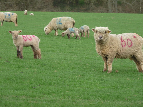 Sheep & lambs 12 and 60