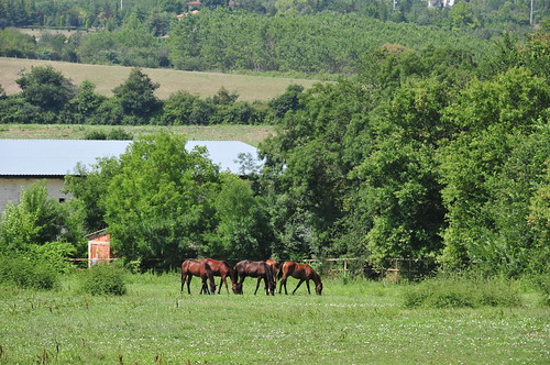 horse farm stud