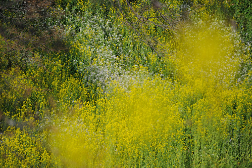 flower yellow japan tokyo spring nikon 28300mm d700 mygearandme