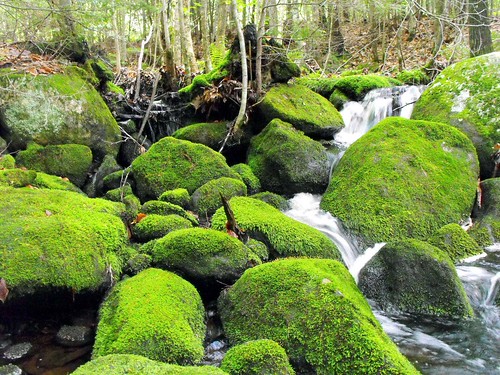 park travel summer usa nature forest landscape photo moss woods rocks stream day photos maine scenic boulders brook wilderness preserve rong58