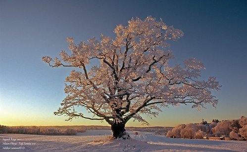 winter snow tree norway norge oak nikon fuji 100 nikkor fujichrome tre fm3a eik sensia eika 20mmf28d ås treesubject 20mmafd
