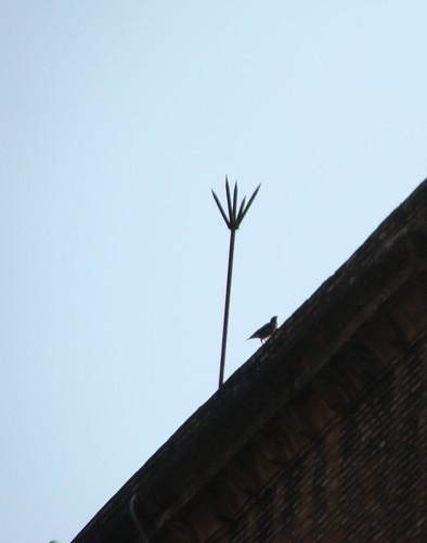 sky sun blur building bird nature animal set high ruins sony historic lightening lucknow conductor dilkusha