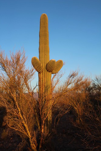 arizona usa cacti landscapes flickr desert unitedstatesofamerica sunsets gps succulents paloverdetree 2011 saguarocactuscarnegieagigantea camcanonrebelt3i