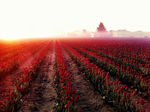sunrise tulips mtvernon iphone seattleflickrmeetup msetulips1104