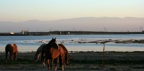 ca sunset horses water ponds grazing kerncounty enoslane