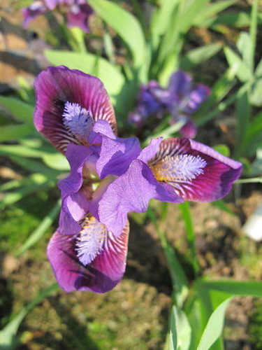 iris rooding tasquier