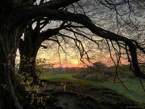 sunset landscape lobo norfolkterrier hdr ebersberg photomatix