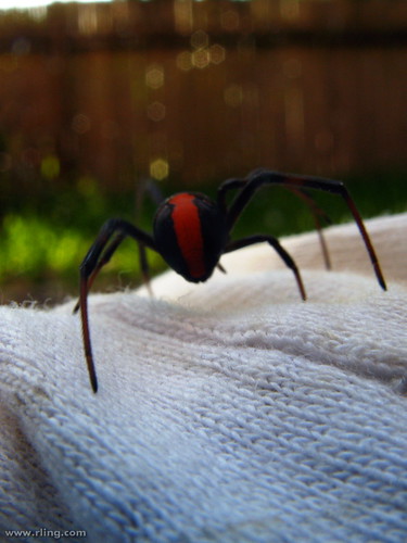 Araña redback