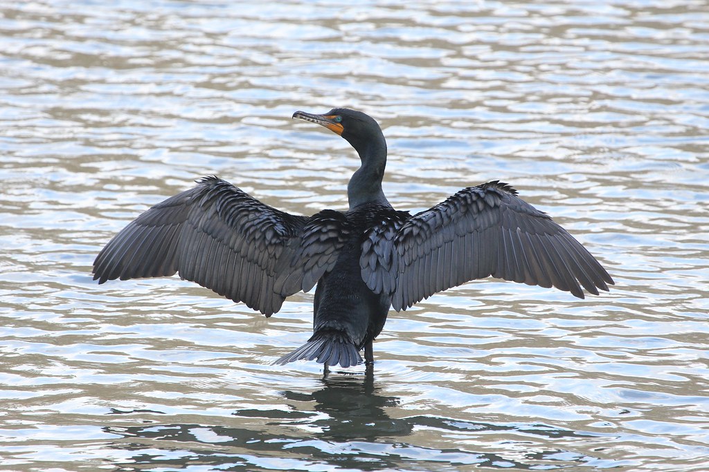 Photograph titled 'Double-crested Cormorant'