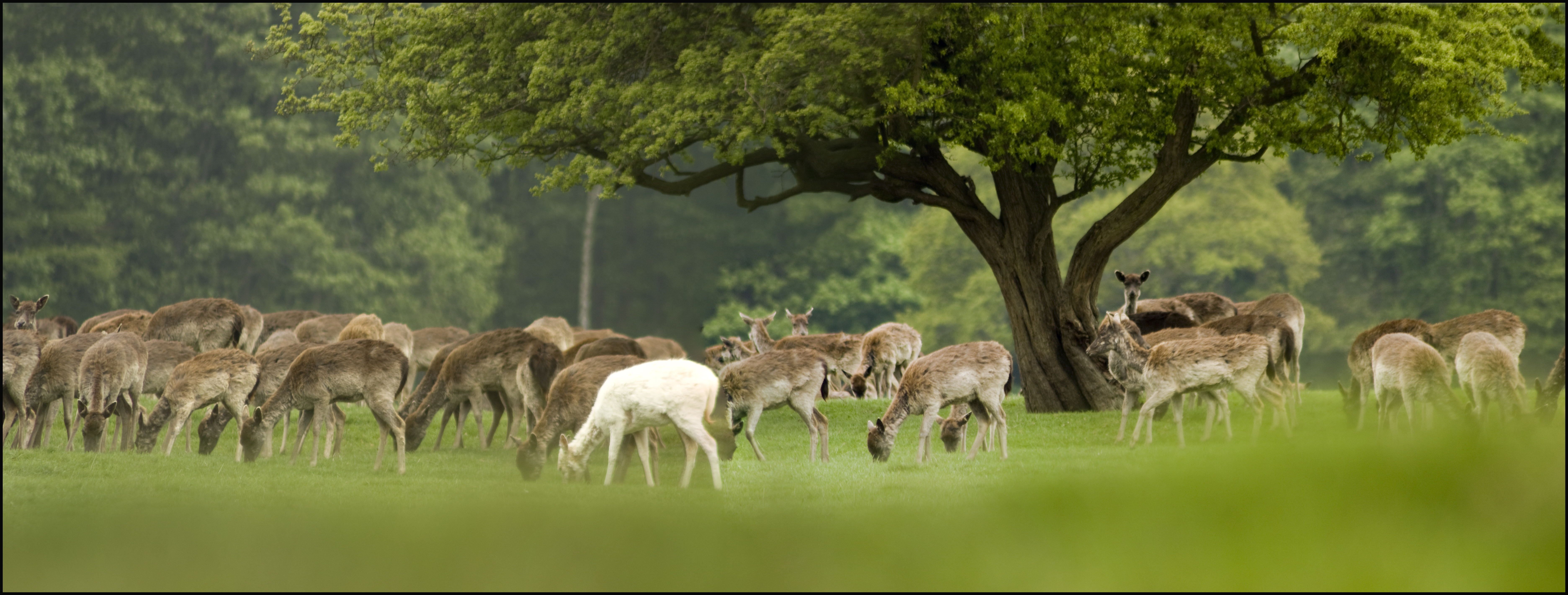 A herd of deer grazing in a field surrounded by trees