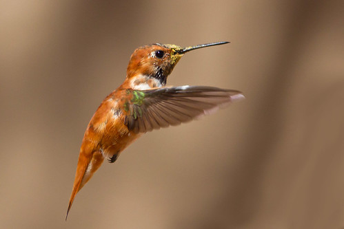 arizona birds tucson hummingbirds selasphorusrufus