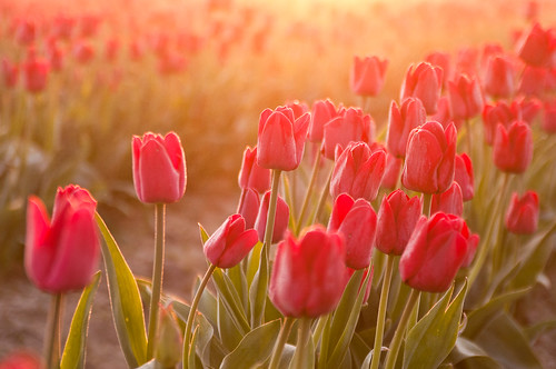 sunrise tulips tulipfestival mtvernon seattleflickrmeetup 1850mmf28 nikond300 msetulips1104