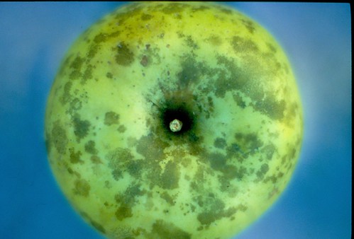 Sooty blotch on Golden Delicious fruit. Photo courtesy of K. D. Hickey, Penn State University.