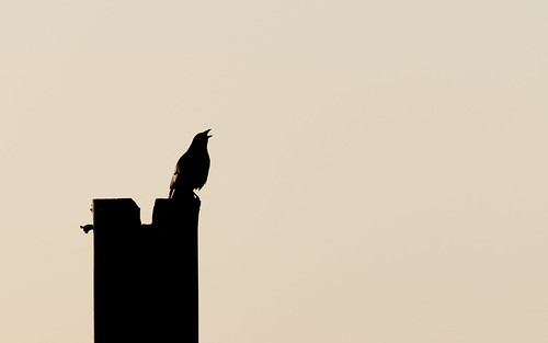 sunrise crow sonnenaufgang krähe poller dockpole