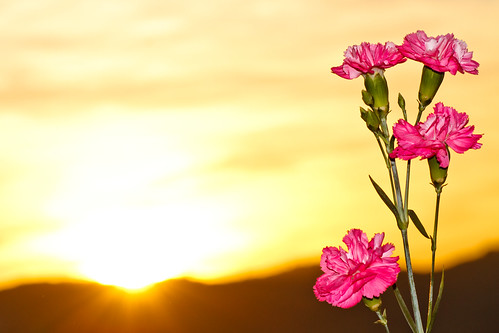 pink sunset sun flower nature carnation