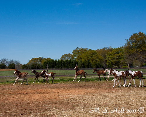horses rescue southcarolina foals detc ghholt ghholtphotography dreamequinetherapycenter dect4311