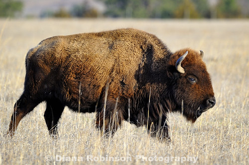 buffalo nebraska bison niobrarariver fortniobraranationalwildliferefuge dianarobinson valentinenebraska nikond73s sideviewofbuffalo