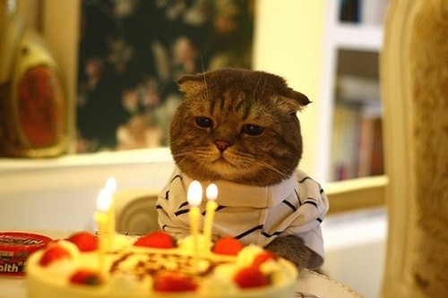 happy birthday cat