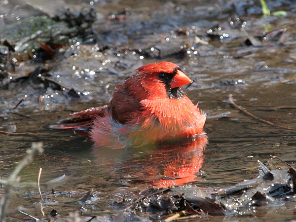Photograph titled 'Northern Cardinal'