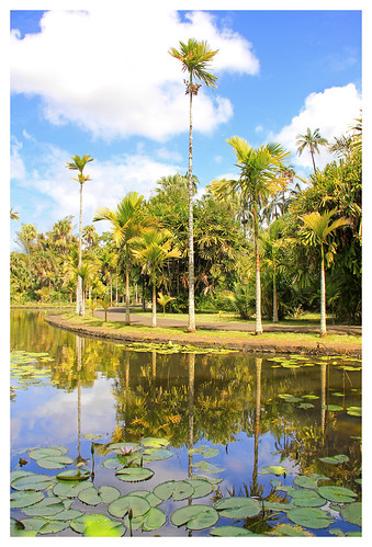 flower green nature water reflections garden palms botanical island maurice ile lilies tropical mauritius pamplemousses 550d sirseewoosagurramgoolam
