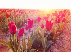 Sunrise Tulips