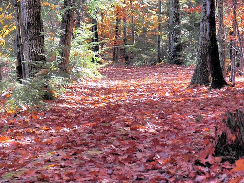 travel plants usa fall nature forest landscape photo woods day photos maine scenic foliage trail wilderness leafs rong58