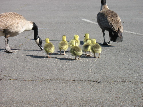 Geese Family
