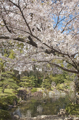 【写真】2014 桜 : 四天王寺/2021-03-19/IMGP5828