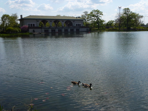 park lake chicago water duck illinois lilypad humbolt