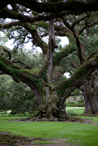 louisiana neworleans plantation oaktrees oakalley roundtripusa
