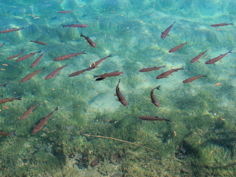 poissons virevoltant dans eau pure