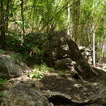 wren-babbler-habitat