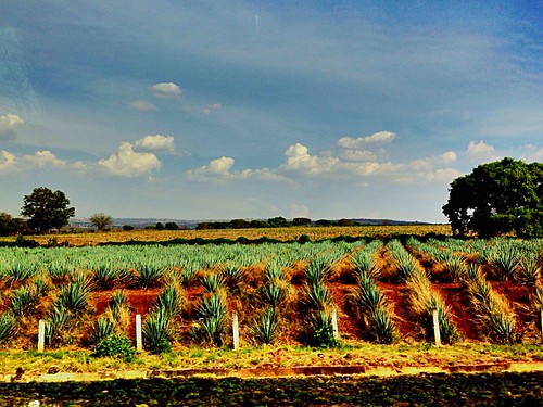 jalisco zapotlanejo