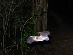 Schwartz-s myotis  (Myotis martiniquensis), Presqu Ile La Caravelle, Martinique, 2005-12-23 (1 of 5).jpg - Photo of Sainte-Marie