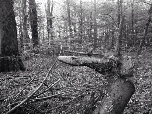 tree forest wald baum heuchelberg schwaigern
