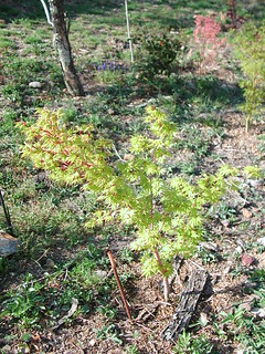 Acer palmatum 'Sango-Kaku'