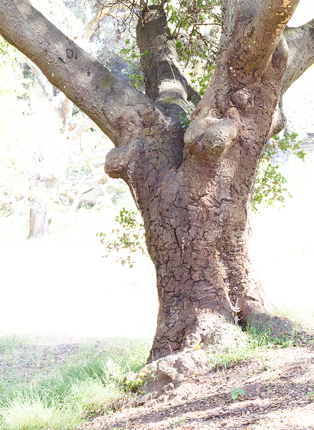 gnarled old live oak tree