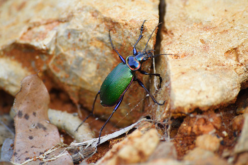 bug insect beetle arkansas fiery searcher fierysearcher